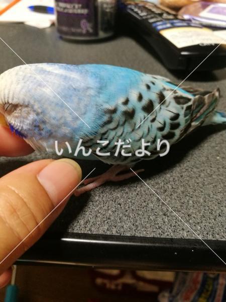 迷い鳥の写真