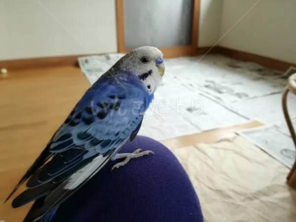 保護鳥の写真