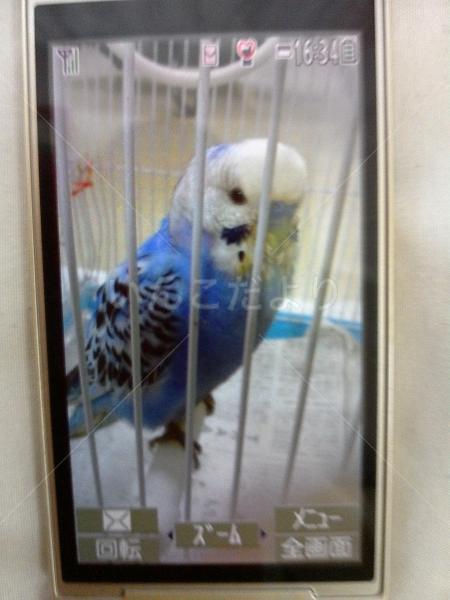 保護鳥の写真