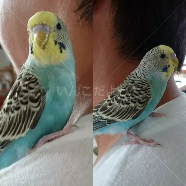 保護鳥の写真