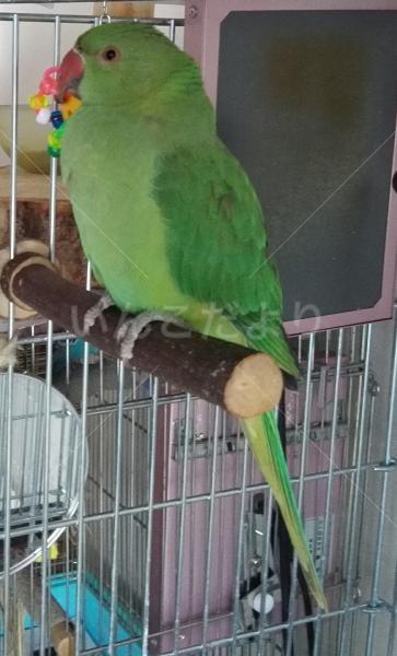 保護鳥の写真