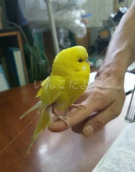 保護鳥の写真