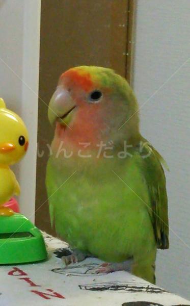 迷い鳥の写真