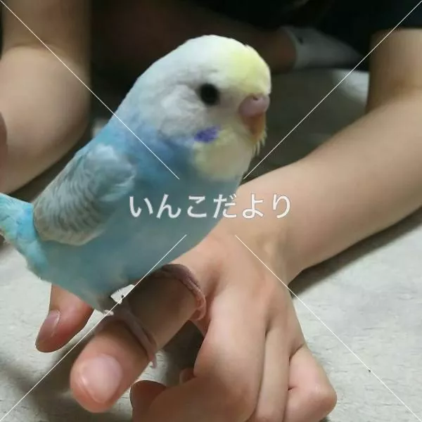 迷い鳥の写真