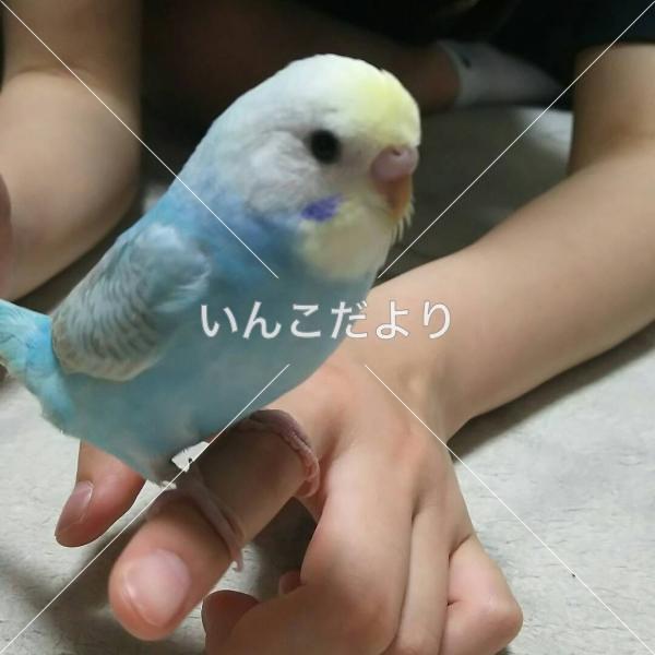 迷い鳥の写真
