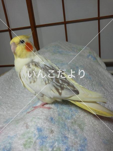迷い鳥の写真