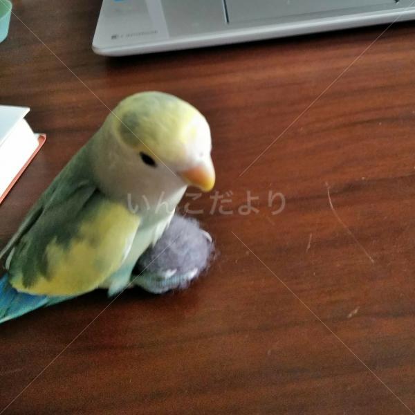 迷い鳥の写真