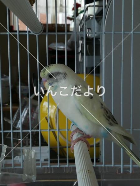 迷い鳥の写真