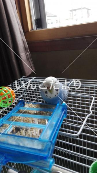 迷い鳥の写真