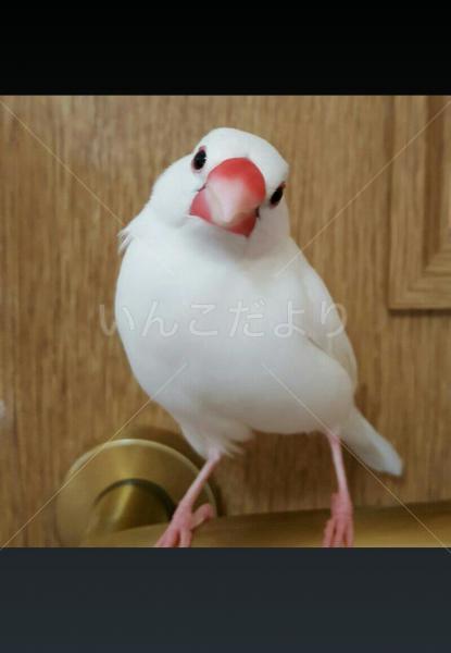 迷い鳥の写真