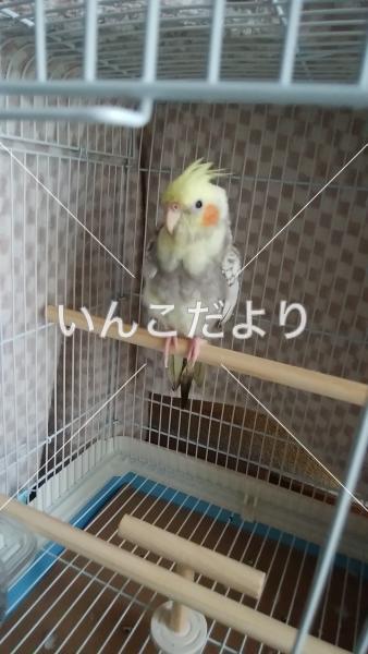 迷い鳥の写真