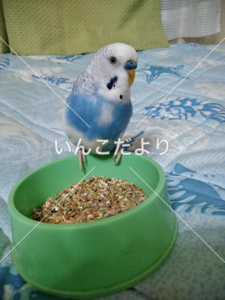 迷い鳥の写真