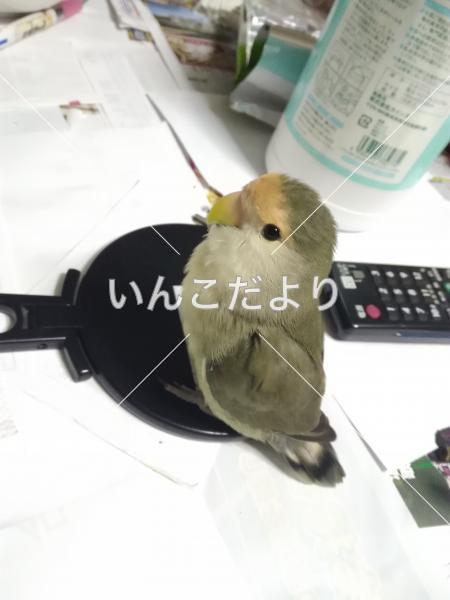 迷い鳥の写真