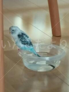保護鳥の写真