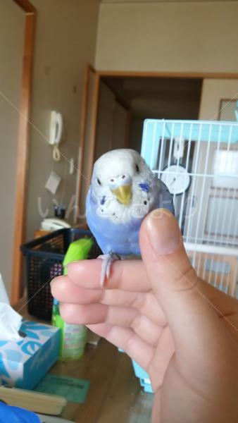 迷い鳥の写真