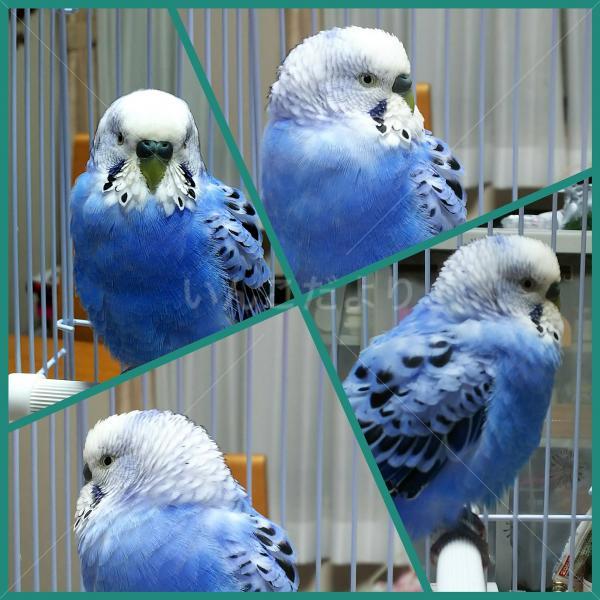 保護鳥の写真