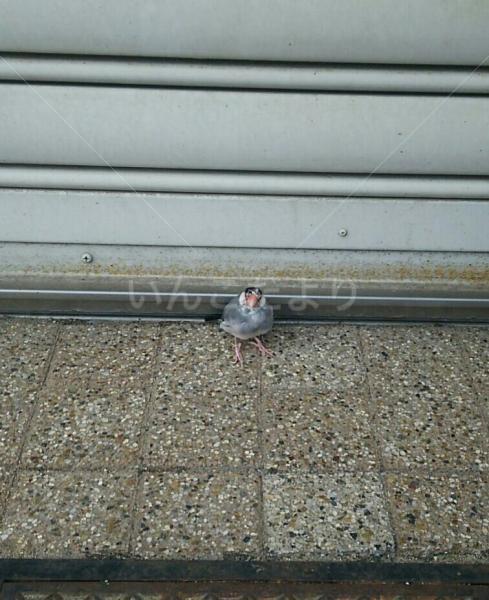 保護鳥の写真