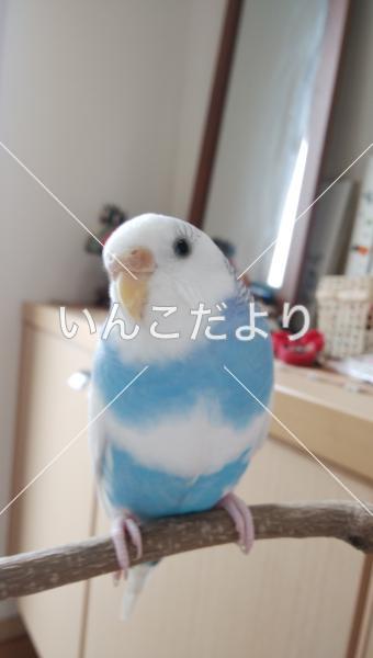 迷い鳥の写真