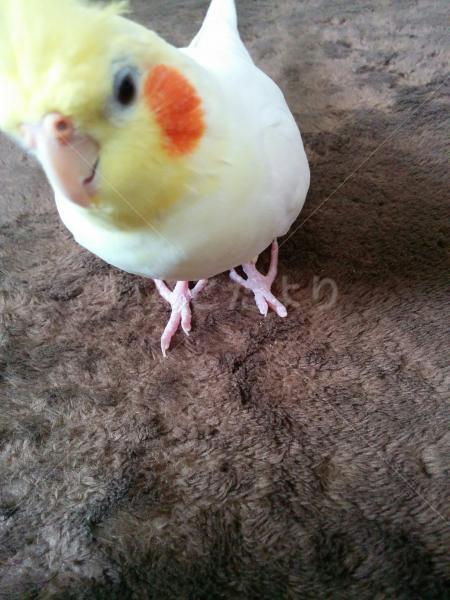 迷い鳥の写真