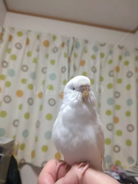 保護鳥の写真