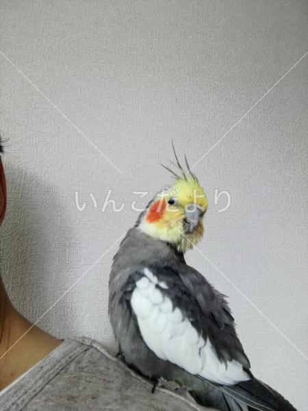迷い鳥の写真