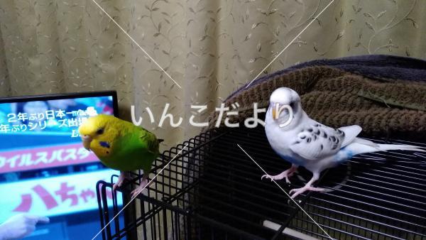 迷い鳥の写真