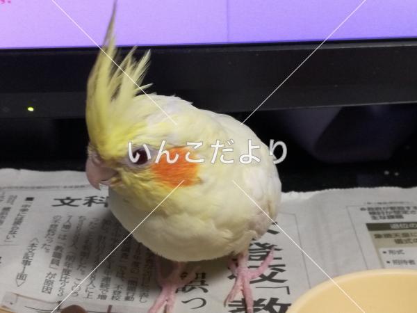 迷い鳥の写真