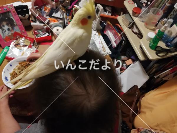 迷い鳥の写真