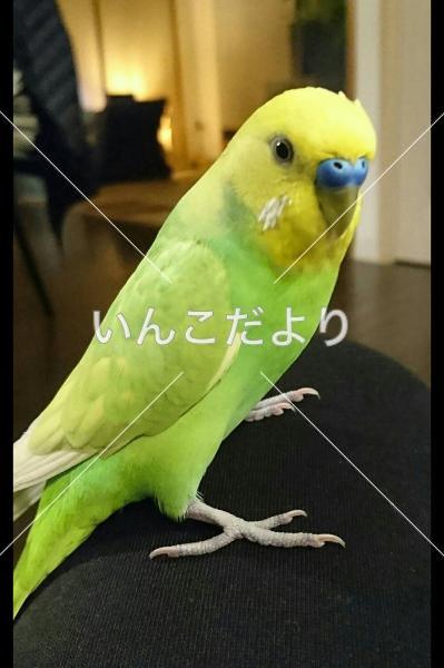 迷い鳥の写真