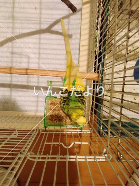 保護鳥の写真