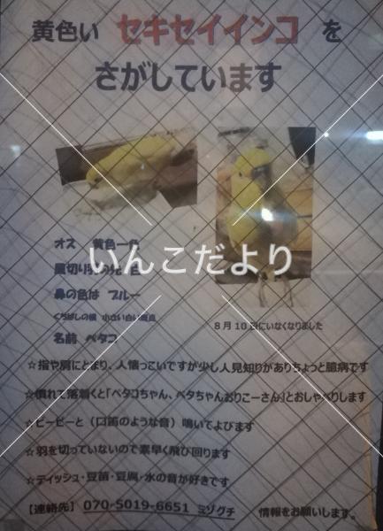 迷い鳥の写真