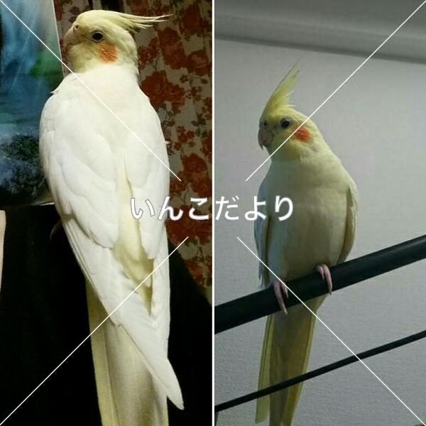 迷い鳥の写真