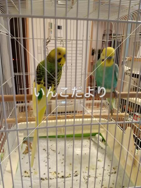 迷い鳥の写真