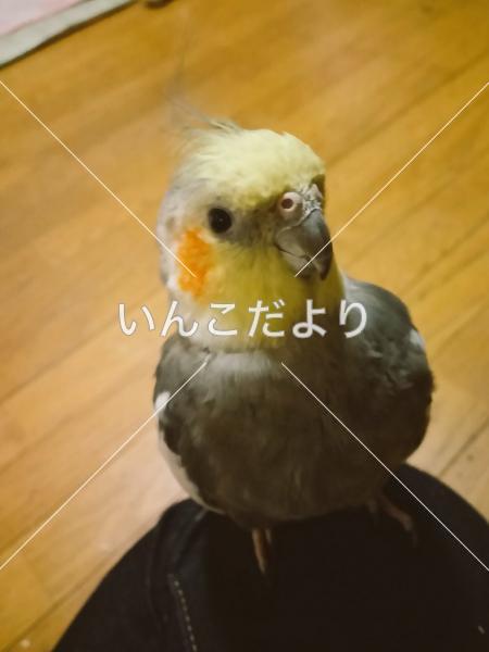 迷い鳥の写真