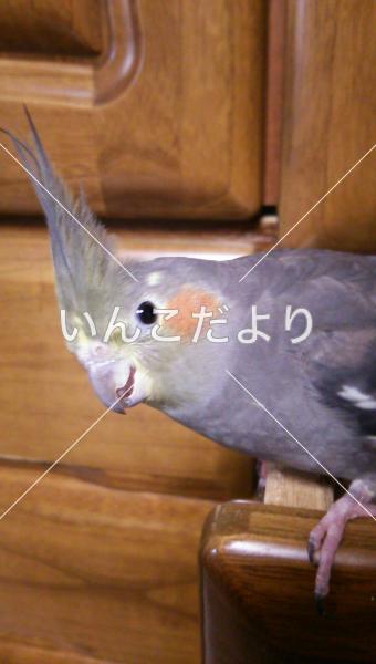 迷い鳥の写真