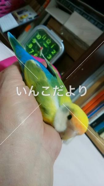 迷い鳥の写真