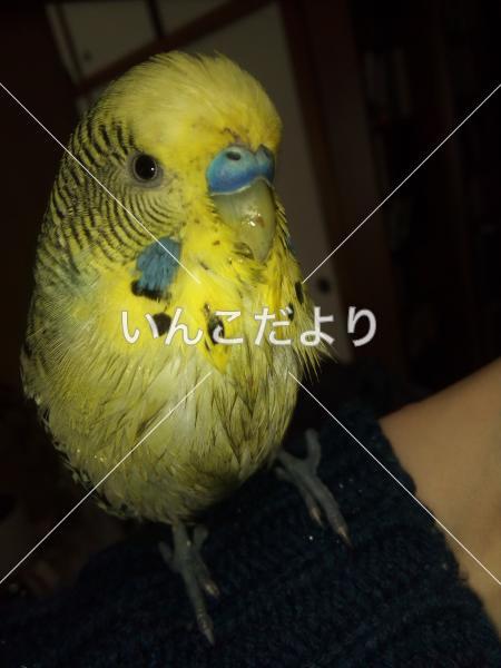 迷い鳥の写真