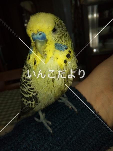 迷い鳥の写真