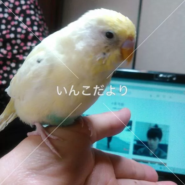 迷い鳥の写真
