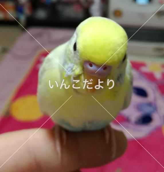 迷い鳥の写真