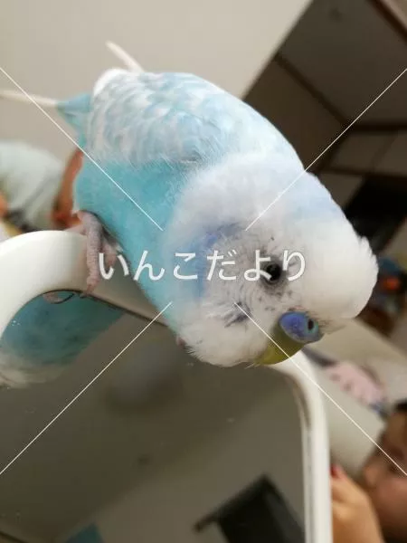 迷い鳥の写真