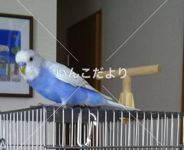 迷い鳥の写真