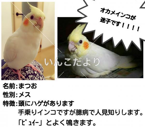 迷い鳥の写真