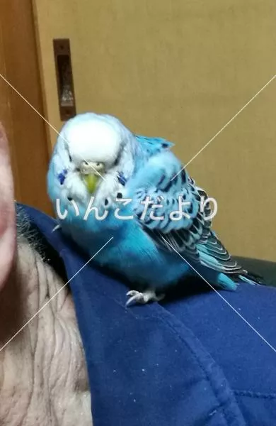 保護鳥の写真
