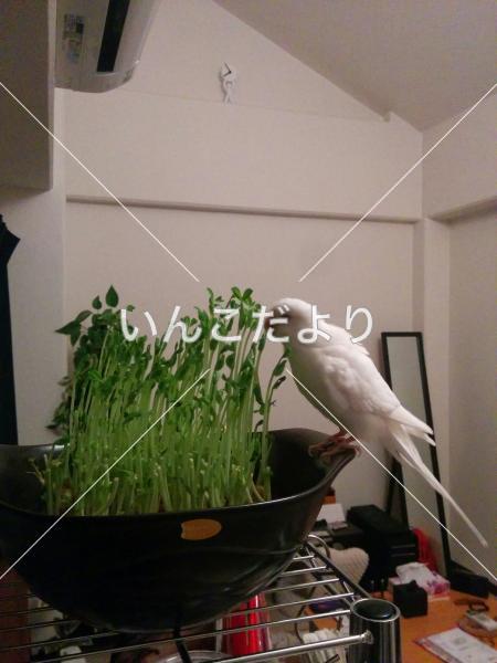 迷い鳥の写真