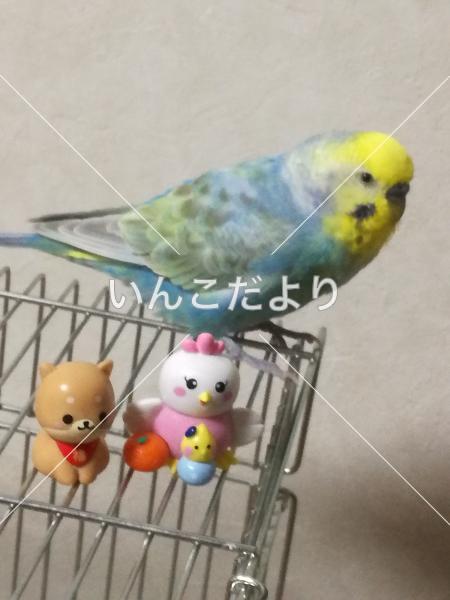 迷い鳥の写真