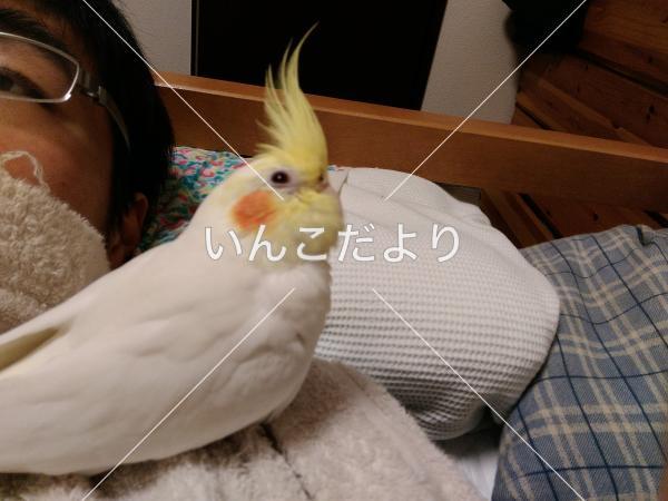 迷い鳥の写真