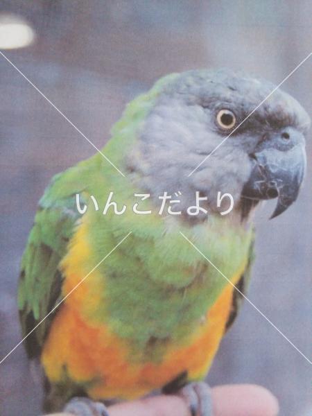 迷い鳥の写真