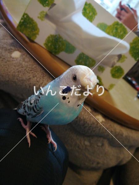 迷い鳥の写真