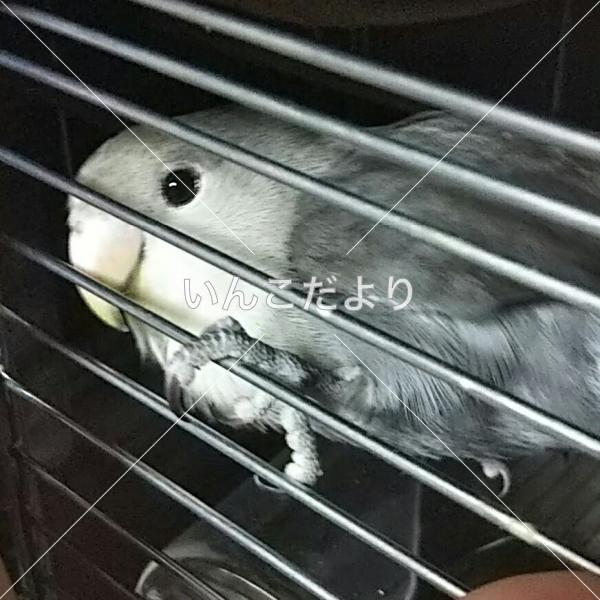迷い鳥の写真